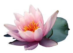 Lotus_Flower 2 1